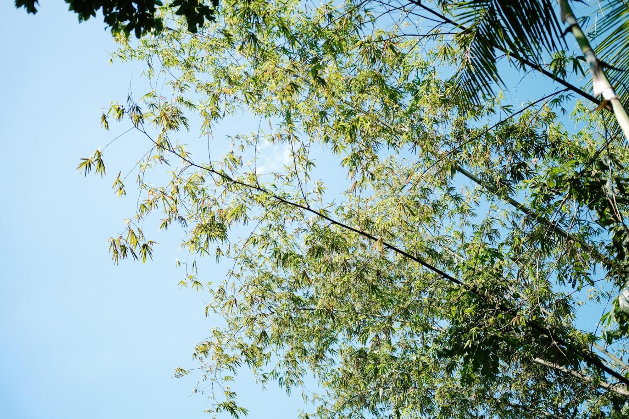 Treehouse De Valentine Villa Balamban Ngoại thất bức ảnh